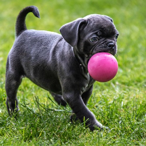 Beautiful Puppies-West Coast Pups