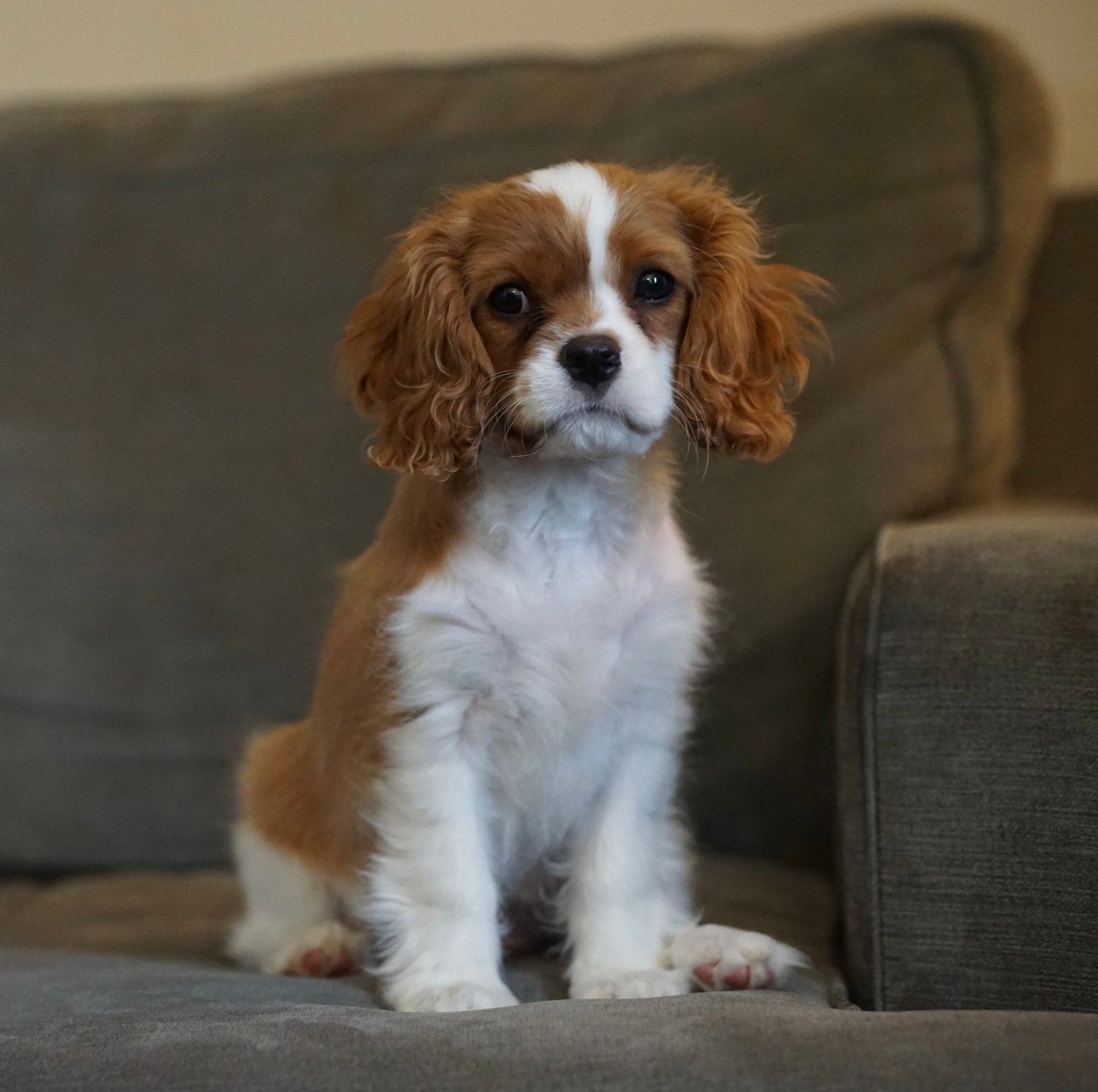 Cavalier King Charles Puppies for Sale