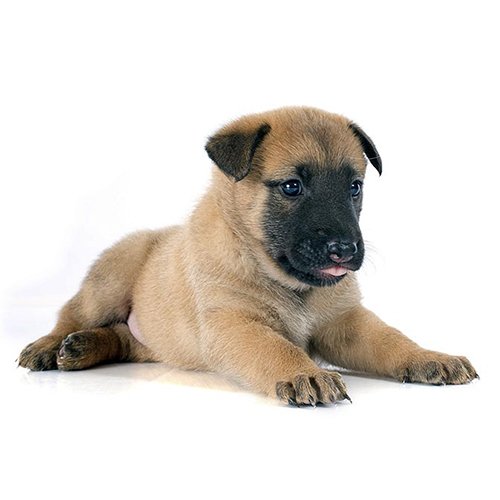 Belgian Malinois puppies for sale