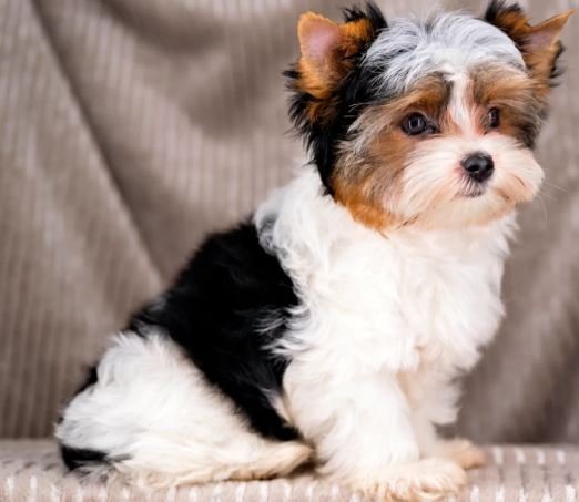 Biewer Terrier Puppies for Sale