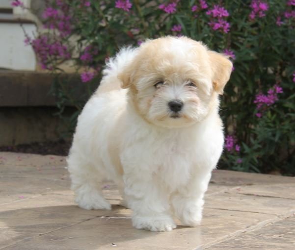 Coton De Tulear Puppies for Sale