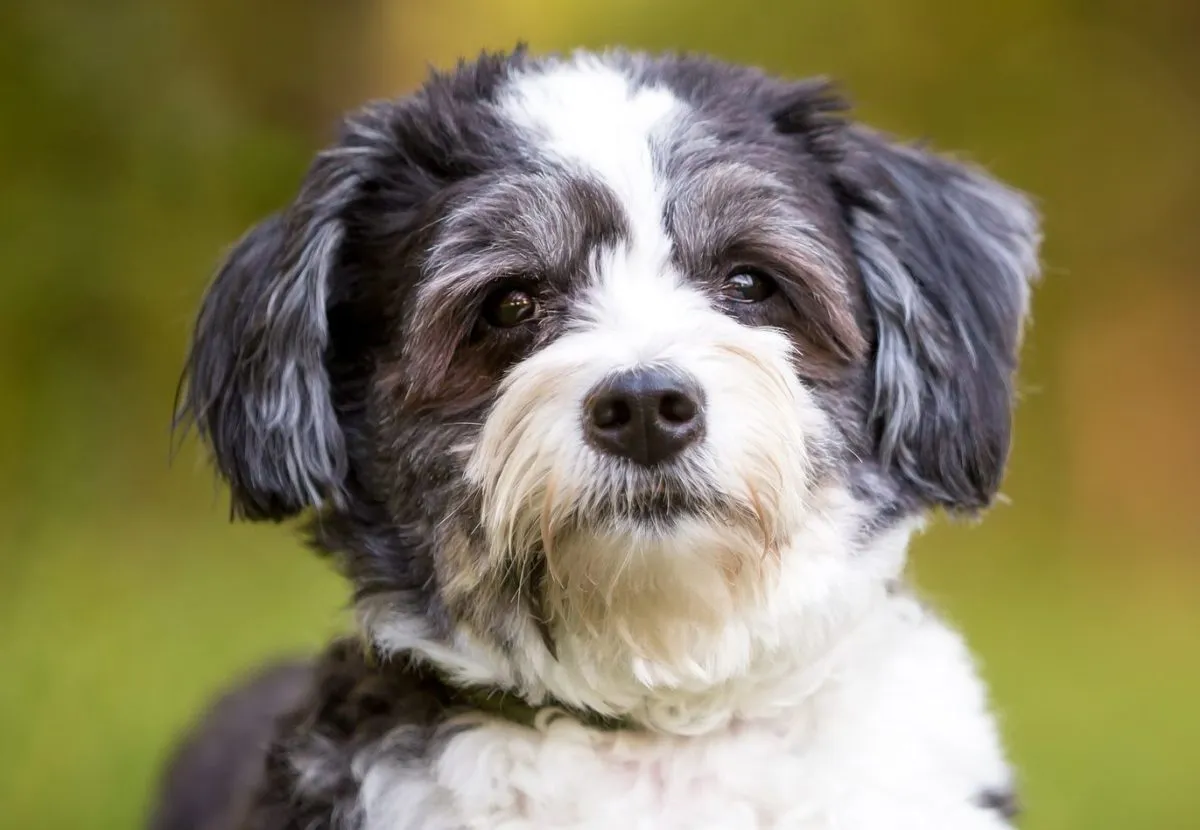 Shih Poo Puppies for Sale