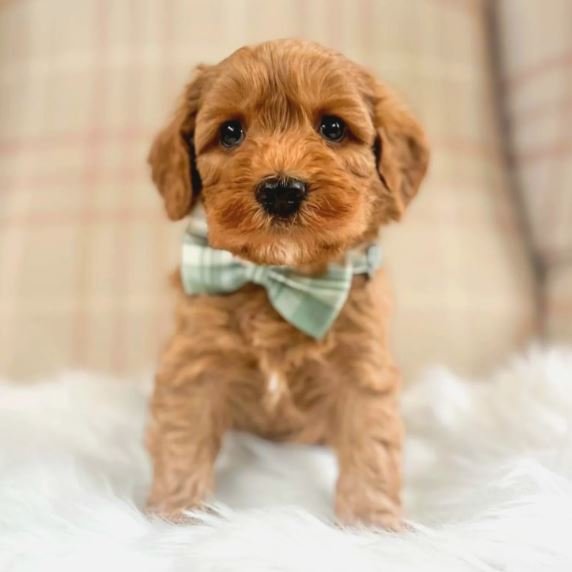 Labradoodle Puppies for Sale