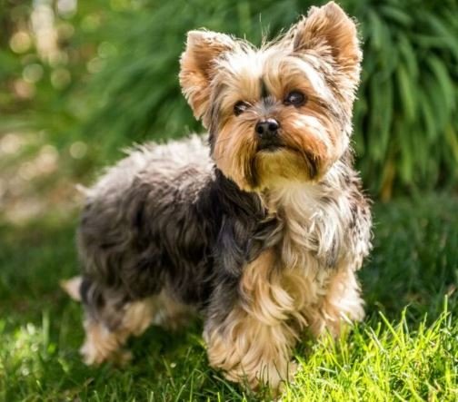 Yorkshire Terrier puppies for sale