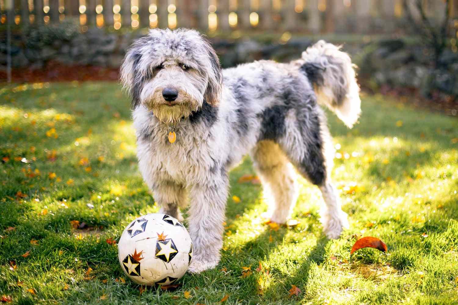 Aussiedoodle puppies for sale