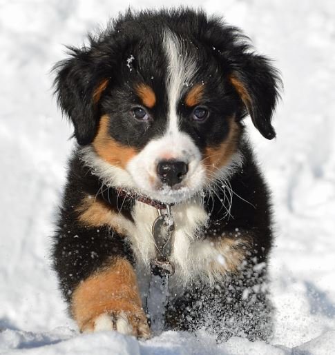 Bernese Mountain Dog for sale