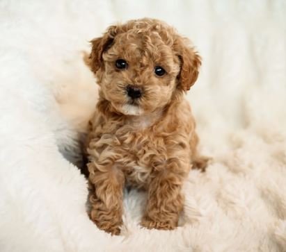 Bichapoo Puppies for Sale