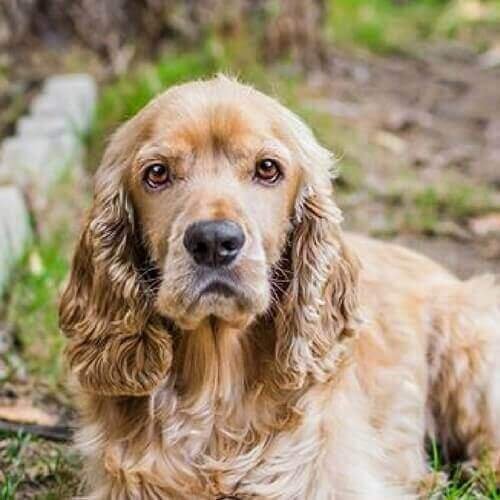Cocker Spaniel Puppies for Sale
