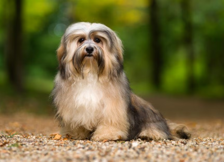 Havanese Puppies for Sale