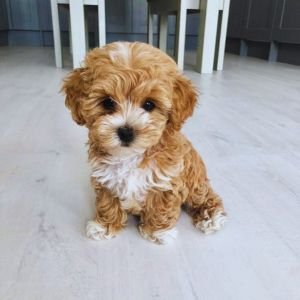 Maltipoo Puppies for Sale